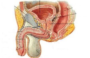 The location of point JI in men