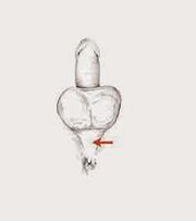 power muscles and their tension to increase power